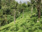 Natural Land Plots for Sale in Haputale