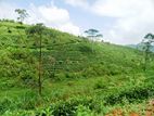 Natural Land Plots for Sale in Hatton