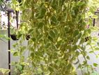 Natural Ornamental Plants