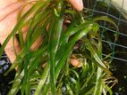 Natural Plant (Aquatic Plant)