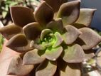 Cactus Plant