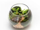 Natural Terrarium Pot