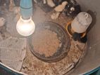 Farm Chicken