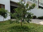 Nawala - New 02 Story House with Roof Top on 11 Perches of Land for Sale