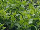 Nawalapitiya : 63 Acers Tea Estate for Sale in Gonawalapathana