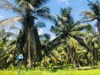 Near to anguruwathota rd valuable land