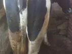 Farm Cow