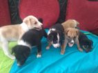 Puppies for Kind Home