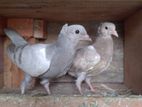 Pigeons