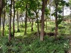Negombo - Giriulla Road, Godigomuwa Junction Land for Sale