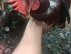 කුකුළෙක්