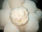 Fresh Nelum Flowers