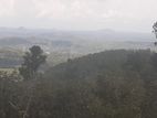 Nelumdeniya - Tholangamuwa 17 Acre Estate with Mixed Crops for Sale
