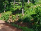 නෙලුන්දෙනිය නගරයෙන් ඉඩමක් විකිණීමට