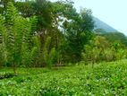NELUWA : 10 ACRES AGRICULTURAL ESTATE FOR SALE
