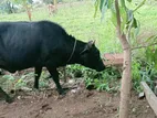 Farm Cow
