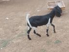 Nembiyo Goat