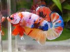 Nemo Betta Fish