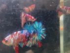 Nemo Galaxy Multicolour Betta (Fighter)