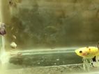 Nemo Glow Betta Fish