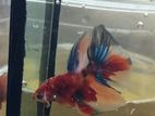 Nemo Plakat/Nemo Halfmoon Betta