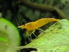 Neocaridina Shrimp