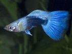 Neon Blue Guppy