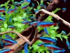 Neon Tetra Fish
