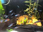 Neon Tetra Fish with Tank
