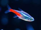 Neon Tetra