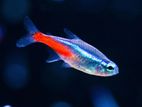 Neon Tetra