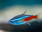 Neon Tetra