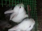 Rabbits