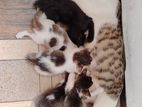 New Born Kittens for Kind Home