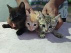 Kittens for Kind Home