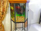 New Fish Tank