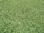New Grass Carpet