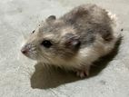 Hamster