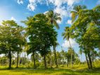 New Land in Wariyapola, Padeniya M10