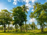 New Land in Wariyapola, Padeniya M10
