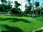 New Malaysian grass carpet.
