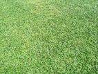 New Malaysian grass carpet.