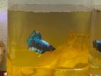 New plakat betta fish