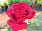 new rose plant