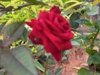 Rose Plant
