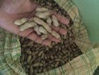 Kachan Seeds