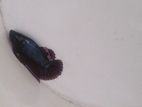 Fighter Fish
