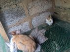 new Zealand rabbits