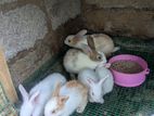 New Zealand Rabbits