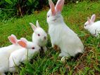White Rabbits